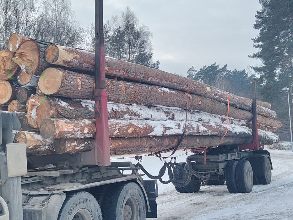 Sosna tartaczna dłużyca drewno kłoda drewno budowlane
