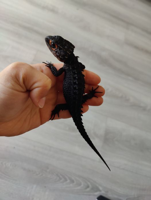 Scynk krokodylowy - Tribolonotus gracilis