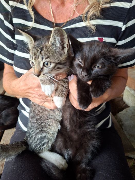 2 miesieczne kotki do adopcji