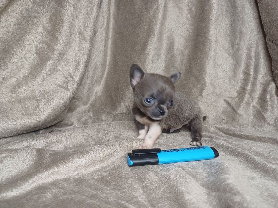 Супер міні мальчугани і дівчата. Чихуа.