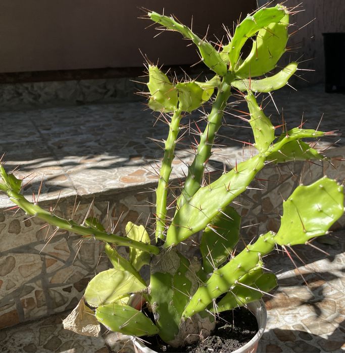 Кімнатні рослини розпродаж : гібіскус, лимон, грейпфрут...