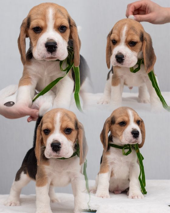 Цуценята бігля - 2 місяці