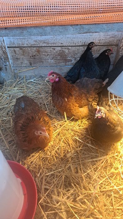 Kury ozdobne młode nioski