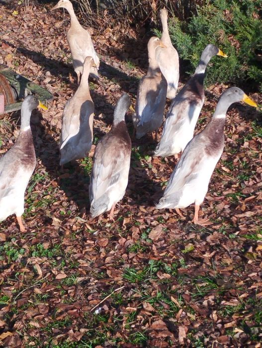 Kaczki ozdobne biegusy