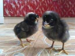 Інкубаційне яйце Гріз Бар.