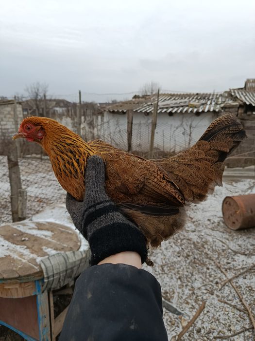 Бентамочки декоративные инкубационные яйца