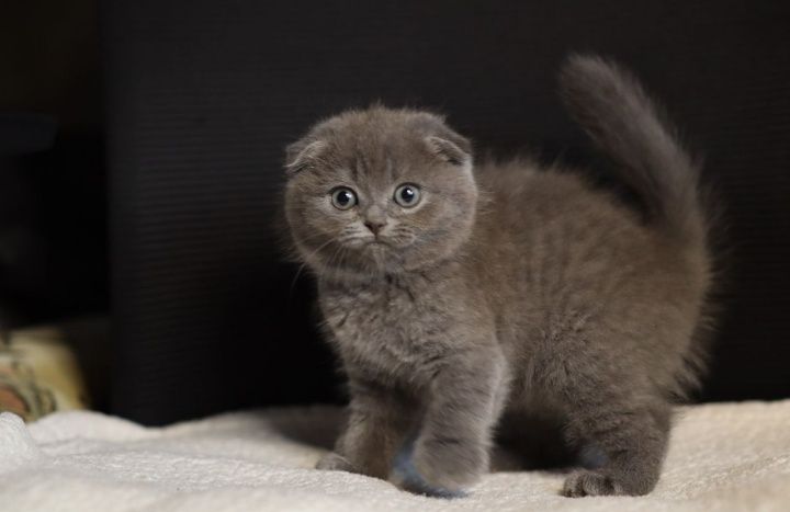 Милий шотландський кошеня