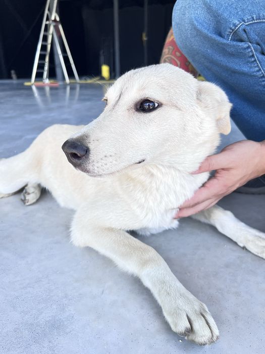 Лагідна собака в добрі руки (6 міс.)