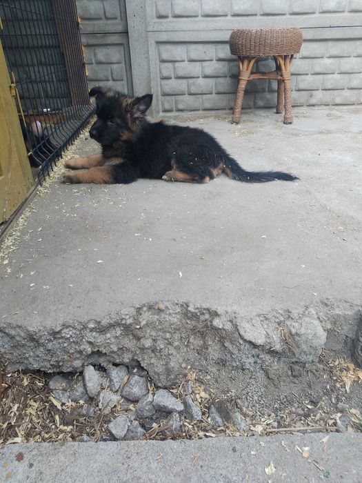 Owczarek niemiecki dlugowlosy