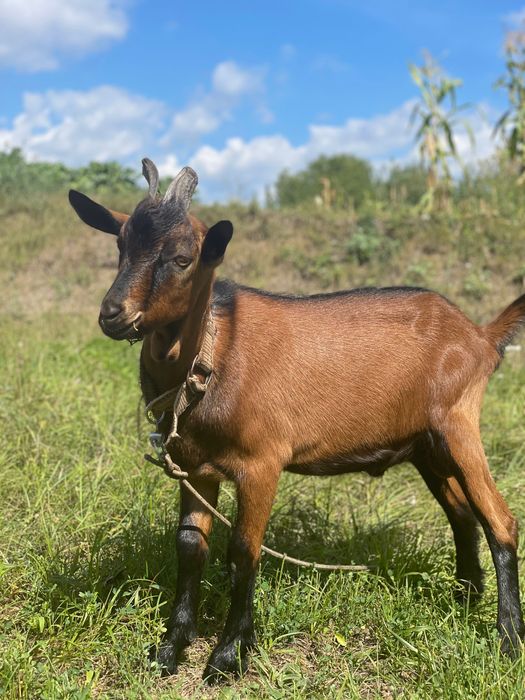 Альпійський,Зааненський козлики: 300 грн. - Сельхоз животные Краснолесы ...