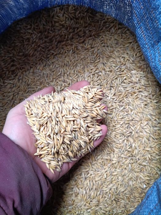 Owies Bingo rok po centrali młynkowany