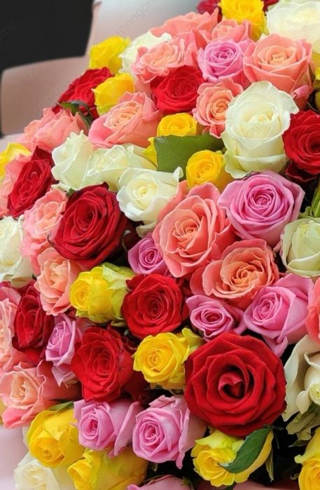 Акция роза и тюльпаны 51,101 букеты