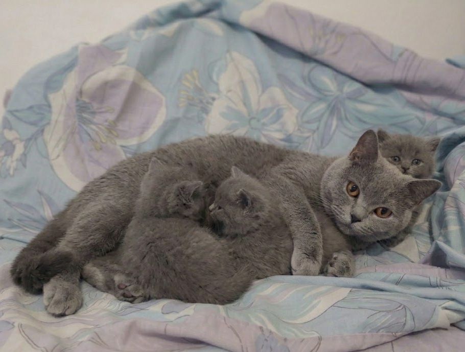 Шотландські кошенята  прямовухий котик