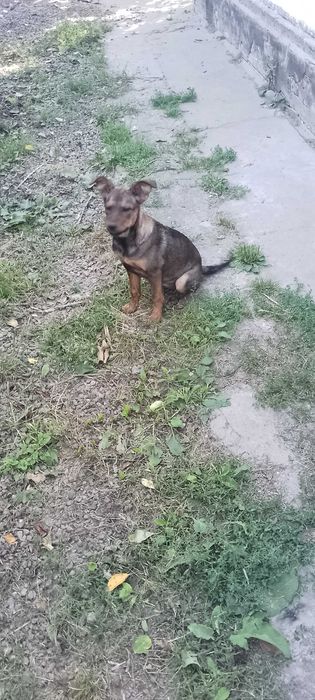 Кармен, стерилізована, один рік