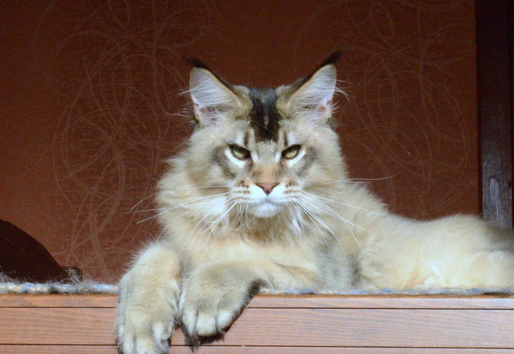 Золотко! Мальчик мейн кун.