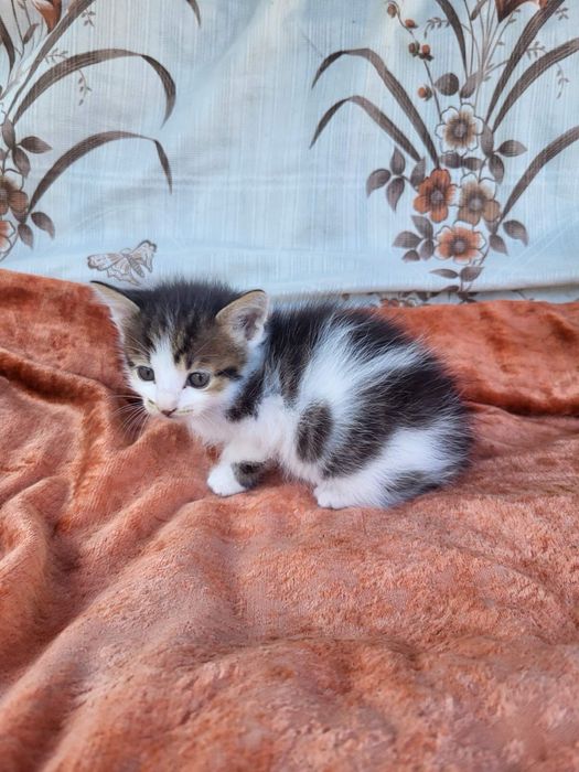 Кошеня хлопчик шукає дім