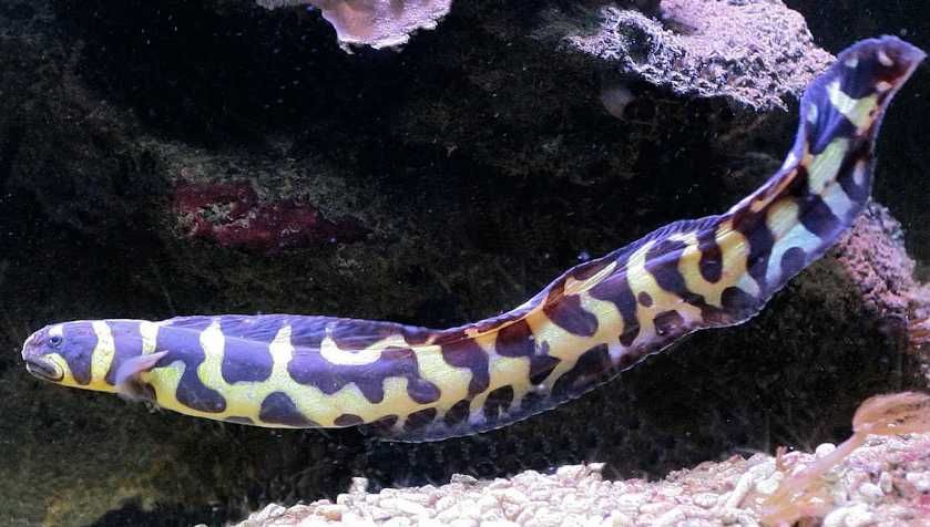 Pholidichthys leucotaenia, babka inżynier XL