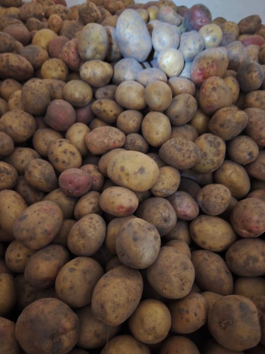 продам домашню картоплю