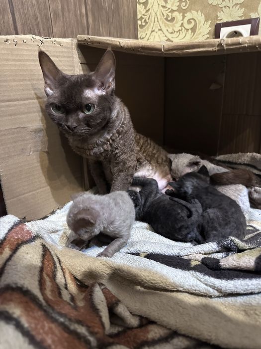 Кошенята Девон Рекс