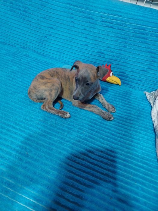 Chart Angielski Whippet piesek