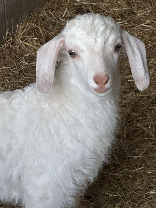 Cabra Angorá (macho)