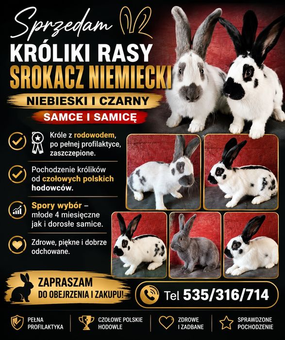 Srokacze Niemieckie OSN OSC  Rodowód