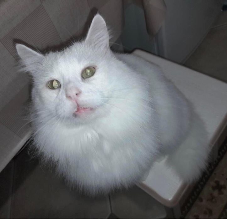 Сніжок шукає нову сім‘ю. 2,5 роки. Кастрований