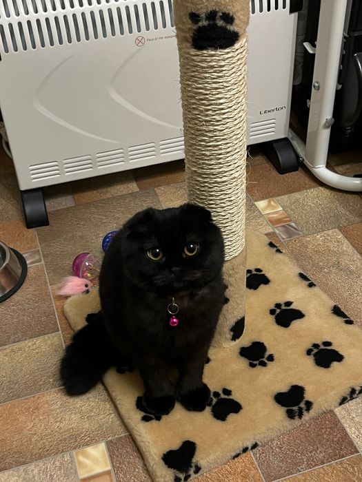 Продаються шотландські кошенята