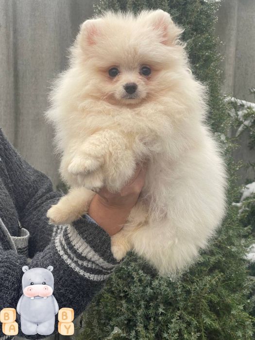 Красуня померанський шпіц