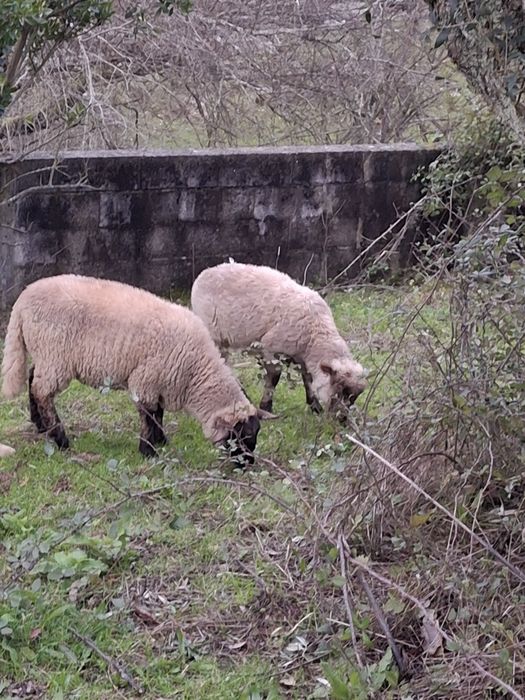 Vendo casal borregos cruzados de sulfolk
