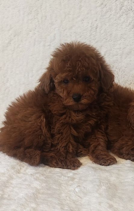 Pudel miniaturowy-  malutka suczka!