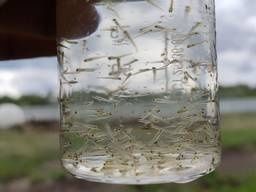 Личинка Щуки,подрощенная в озеро.