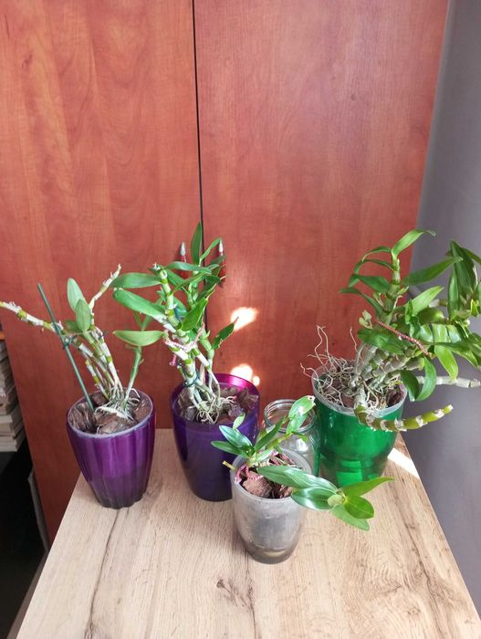 Орхідея Дендробіум Нобіле