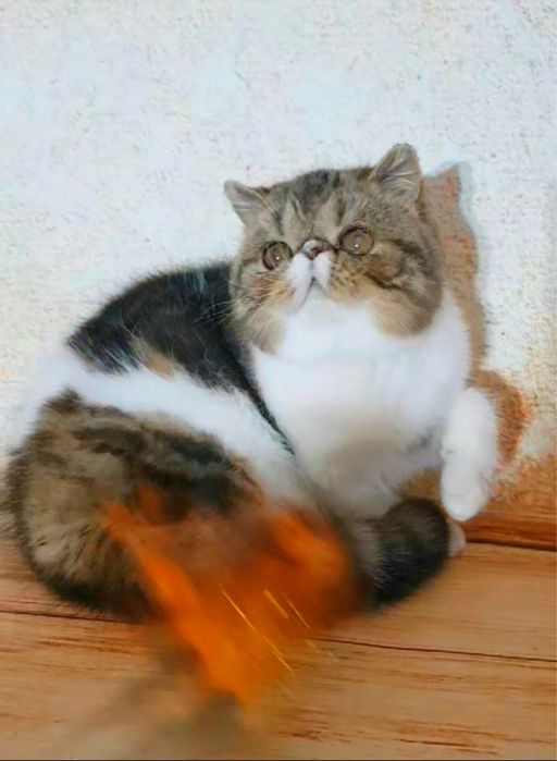 Кот-экзот, мальчишка ищет семью