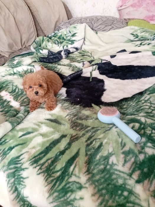 Той пудель мальчик