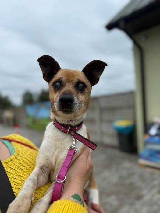 Czuły, 5-letni Rambo poleca się do adopcji