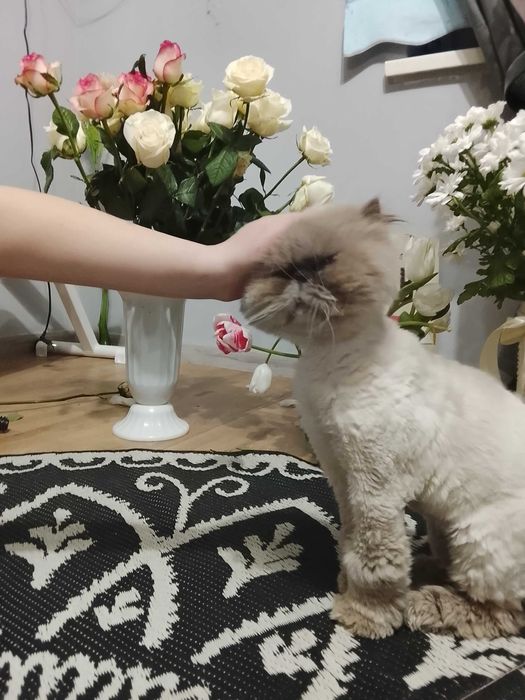 Пропоную в'язку!Котик Перс!