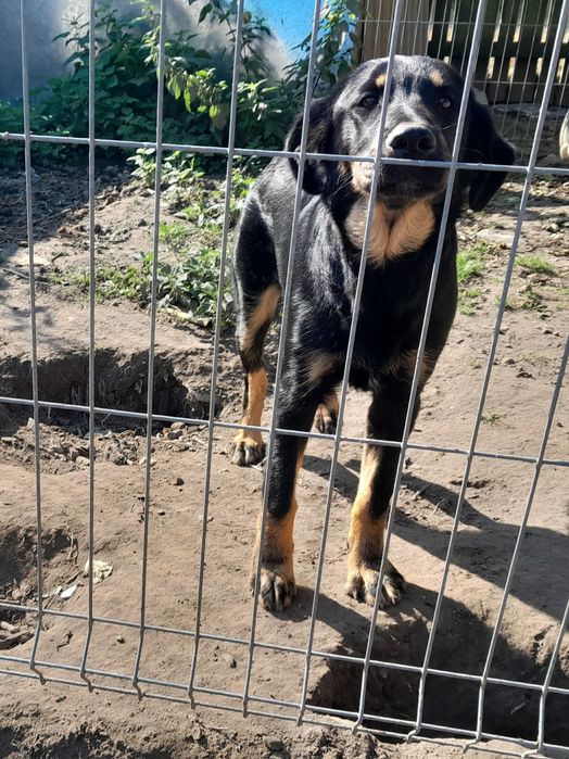 Oddam psa półrocznego