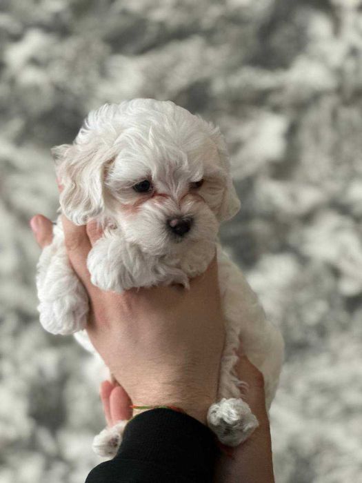 Продам щенят Мальтіпу