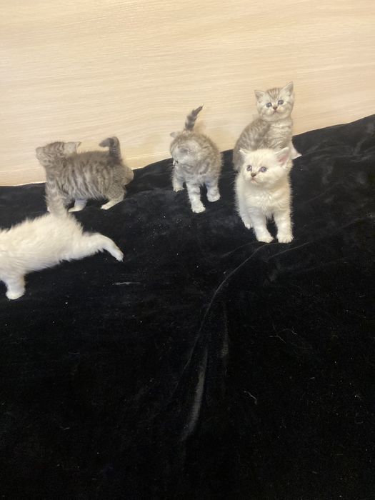 Шотландские котята