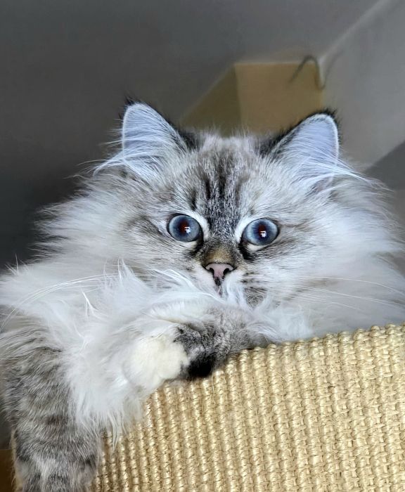 Koteczka syberyjska, neva masquerade