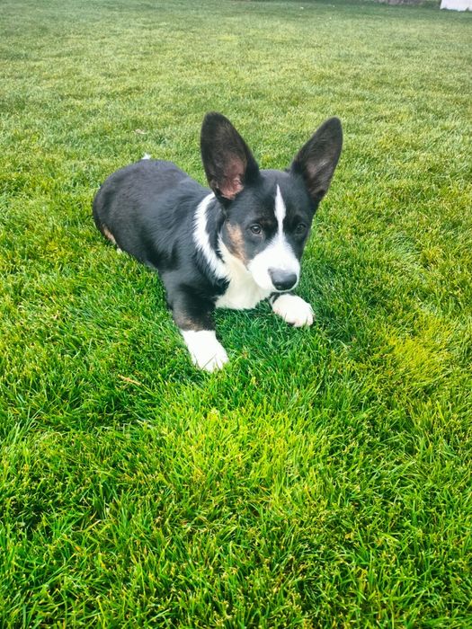 Welsh Corgi Cardigan FCI