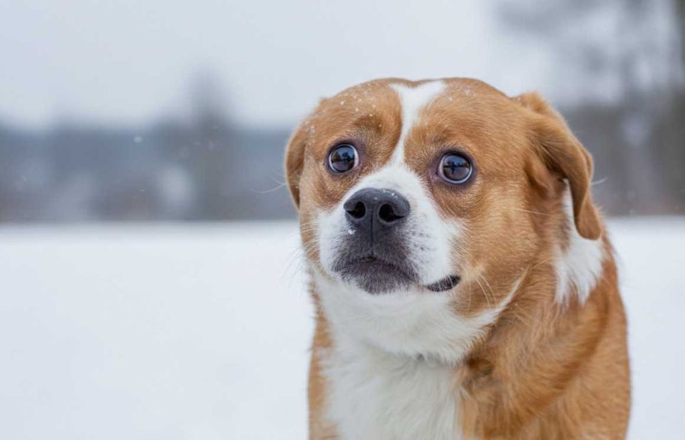 KILLEREK - niewielki bardzo czujny pies
