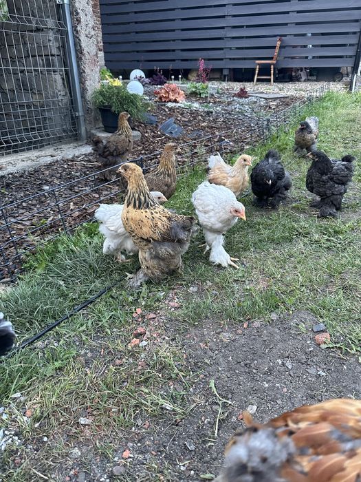 Jajka od domowych kurek