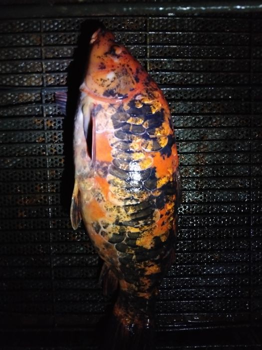 Карп кої самка 5 кг с ікрою ЖИВА