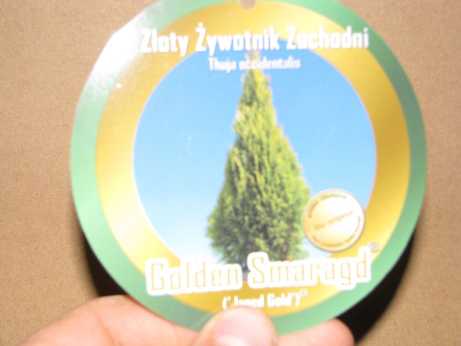 Tuja Szmaragd Gold , Janed Gold 110-150cm    PIĘKNE , Duży wybór