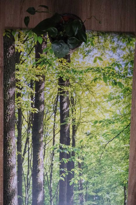 NAKLEJKA Las, Fototapeta Las, Tapeta Laminowana, Fotoroleta Las