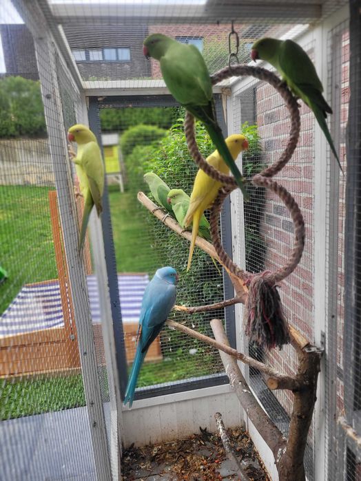 Papugi Aleksandretty obrożne