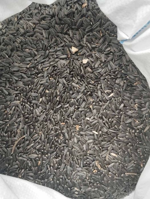 Соняшник  насіння