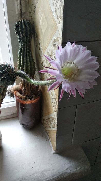 Продаются кактусы комнатные, цветущие.